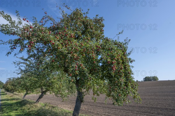 Apple tree (Malus) with ripe fruit on a village street, Othenstorf, Mecklenburg-Vorpommern, Germany
