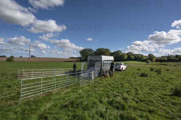 Shepherds build a ferch and prepare sheep load with a double-decker animal transporter on the pasture, Rehna, Mecklenburg-Vorpommenrn, Germany