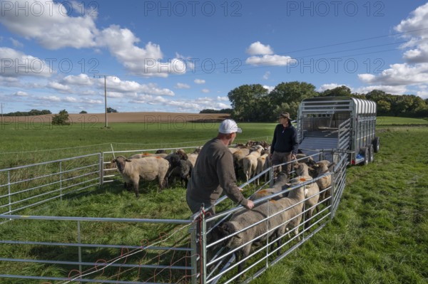 Shepherds prepare to load sheep standing in the Ferch into the animal transporter, Rehna, Mecklenburg-Vorpüommern, Germany