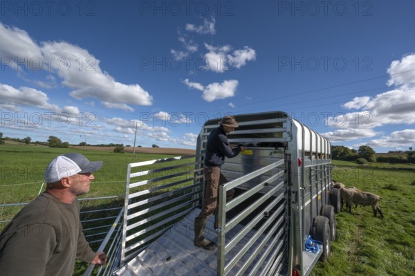 Shepherd loading his sheep into the two-story animal transporter, in the pasture, Rehna, Mecklenburg. -Vorpommern, Germany
