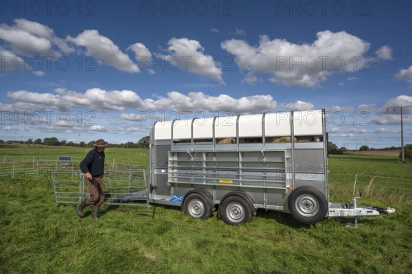 After loading the sheep, shepherd dismantles the ferch in the pasture, Rehna, Mecklenburg. -Vorpommern, Germany