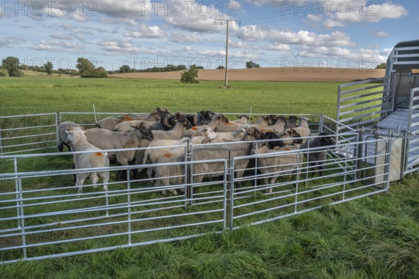 Sheep in Ferch in front of loading on pasture, Rehna, Mecklenburg-Western Pomerania, Germany