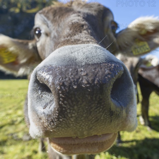 Curious Allgäu Brown Swiss, (Bos primigenius taurus), Allgäu, Bavaria, Germany