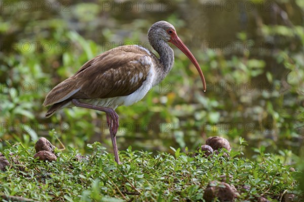 A bird with a long beak stands in a green, marshy environment near water, Snowy Ibis (Eudocimus albus), juvenile, spring, Orlando Wetlands, Christmas, Florida, USA