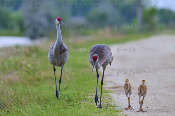 Crane parents and chicks walking side by side on a dirt track, Canada cranes or Florida cranes (Grus canadensis pratensis), spring, Orlando Wetlands, Christmas, Florida, USA