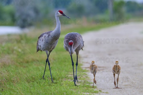 Two adult cranes and two chicks walking along a path, Canada cranes or Florida cranes (Grus canadensis pratensis), spring, Orlando Wetlands, Christmas, Florida, USA