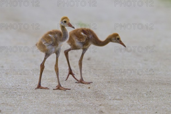 Two crane chicks walking side by side on a path, Canada cranes or Florida cranes (Grus canadensis pratensis), spring, Orlando Wetlands, Christmas, Florida, USA