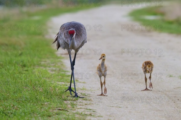 A crane leading two chicks along a path, Canada cranes or Florida cranes (Grus canadensis pratensis), spring, Orlando Wetlands, Christmas, Florida, USA
