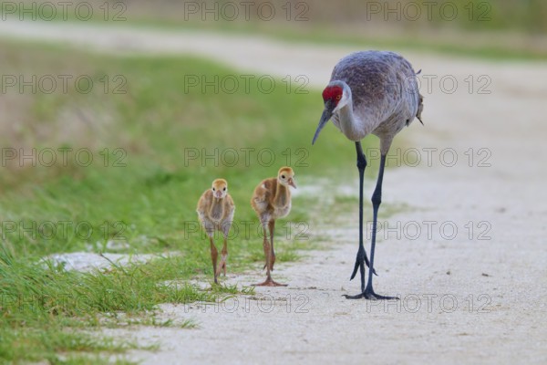 A crane with two chicks walks along a path in green surroundings, Canada cranes or Florida cranes (Grus canadensis pratensis), spring, Orlando Wetlands, Christmas, Florida, USA