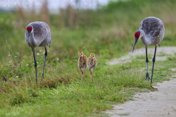 Two cranes and chicks on a path in a natural environment, Canada cranes or Florida cranes (Grus canadensis pratensis), spring, Orlando Wetlands, Christmas, Florida, USA