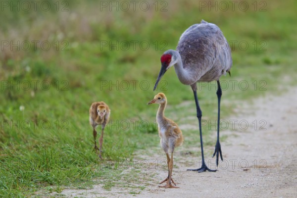A crane with two chicks on a path in nature, Canada cranes or Florida cranes (Grus canadensis pratensis), spring, Orlando Wetlands, Christmas, Florida, USA