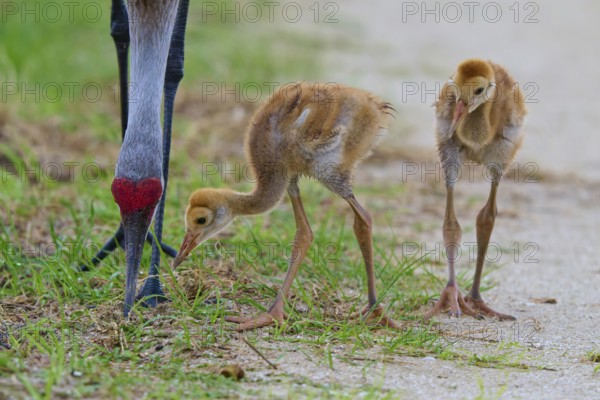 Two chicks pecking grass under an adult crane, Canada cranes or Florida cranes (Grus canadensis pratensis), spring, Orlando Wetlands, Christmas, Florida, USA