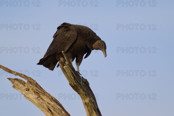 A vulture sits on a branch against the blue sky and looks down, Turkey Vulture (Cathartes aura), Spring, Orlando Wetlands, Christmas, Florida, USA