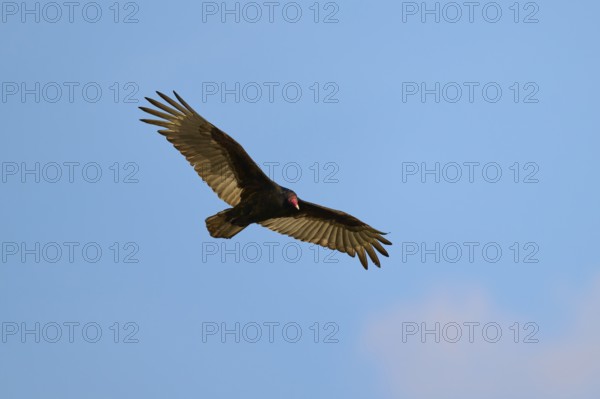 A vulture flies with spread wings in the blue sky, Turkey Vulture (Cathartes aura), Spring, Orlando Wetlands, Christmas, Florida, USA