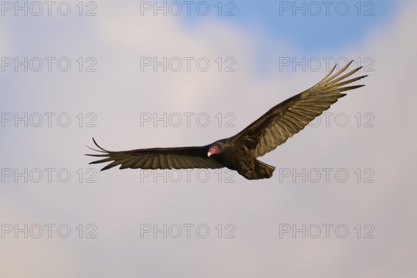 A vulture with outspread wings flies against a cloudy sky, Turkey Vulture (Cathartes aura), Spring, Orlando Wetlands, Christmas, Florida, USA