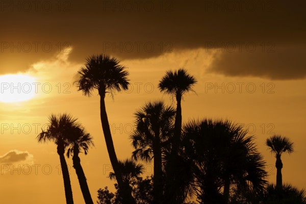 Palm trees and setting sun radiate a tropical atmosphere, spring, Orlando Wetlands, Christmas, Florida, USA