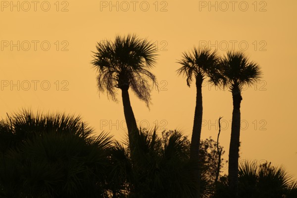 Three palm trees against an orange sky at sunset, spring, Orlando Wetlands, Christmas, Florida, USA