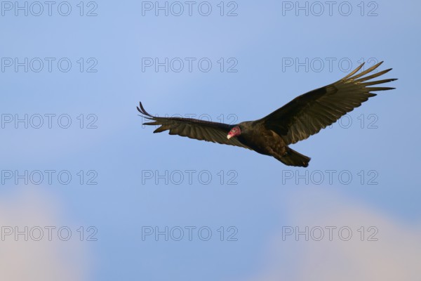 A vulture flies with spread wings in the clear blue sky, turkey vulture (Cathartes aura), spring, Orlando Wetlands, Christmas, Florida, USA