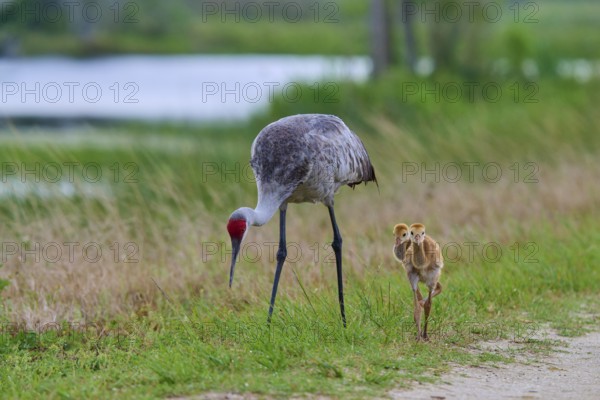A crane and two chicks walking along a gravel path near a lake, Canada cranes or Florida cranes (Grus canadensis pratensis), spring, Orlando Wetlands, Christmas, Florida, USA