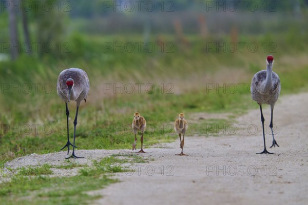 Crane parents and their chicks walk along a grass-lined path, Canada cranes or Florida cranes (Grus canadensis pratensis), spring, Orlando Wetlands, Christmas, Florida, USA