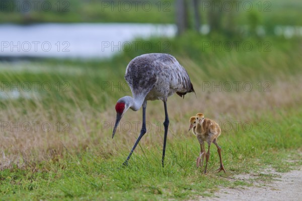 A crane with chicks walks in a meadow at the lakeshore, Canada cranes or Florida cranes (Grus canadensis pratensis), spring, Orlando Wetlands, Christmas, Florida, USA