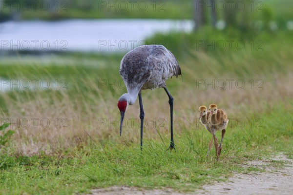 Cranes with chicks walking along a gravel path surrounded by grass, Canada cranes or Florida cranes (Grus canadensis pratensis), spring, Orlando Wetlands, Christmas, Florida, USA