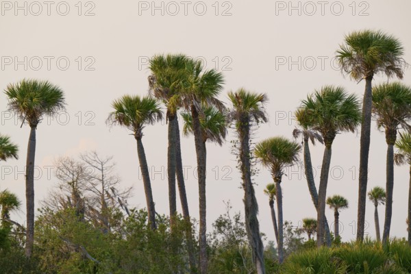 Tall palm trees stand against a bright sky surrounded by green nature, spring, Orlando Wetlands, Christmas, Florida, USA