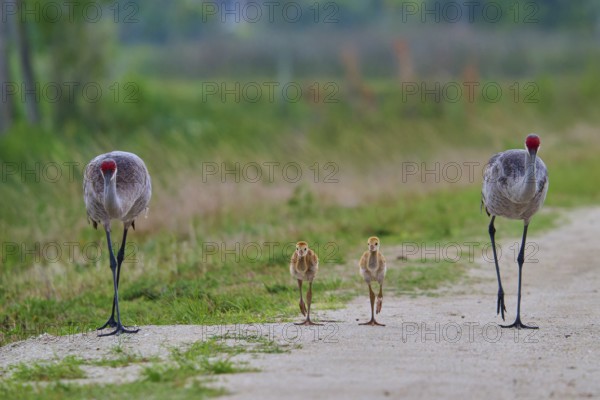 Two adult cranes and two chicks walking side by side on a path, Canada cranes or Florida cranes (Grus canadensis pratensis), spring, Orlando Wetlands, Christmas, Florida, USA