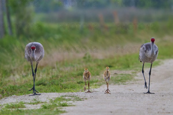 Crane parents and chicks walking along a rural path, Canada cranes or Florida cranes (Grus canadensis pratensis), spring, Orlando Wetlands, Christmas, Florida, USA