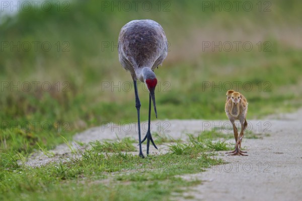 A crane with chicks follows a path flanked by grass, Canada cranes or Florida cranes (Grus canadensis pratensis), spring, Orlando Wetlands, Christmas, Florida, USA