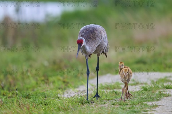 A crane leads its chick along a nature trail, Canada cranes or Florida cranes (Grus canadensis pratensis), spring, Orlando Wetlands, Christmas, Florida, USA