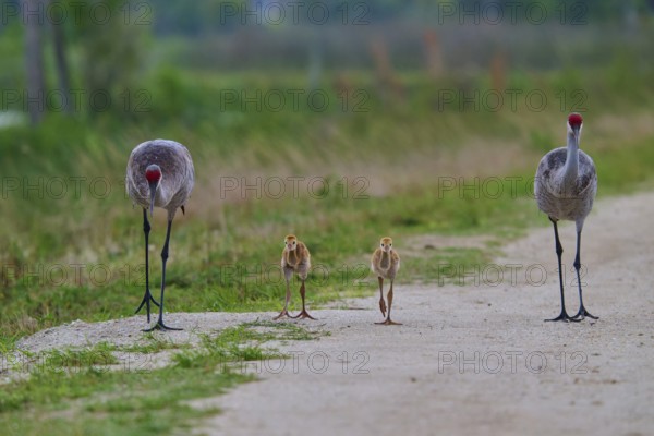 Family of cranes walking close together on a path, Canada cranes or Florida cranes (Grus canadensis pratensis), spring, Orlando Wetlands, Christmas, Florida, USA