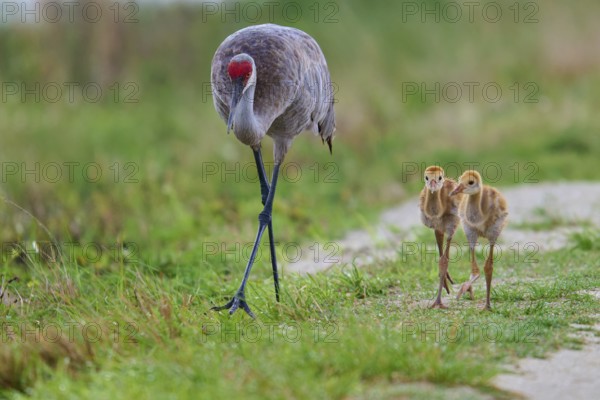 Crane and two chicks walking in a meadow, Canada cranes or Florida cranes (Grus canadensis pratensis), spring, Orlando Wetlands, Christmas, Florida, USA