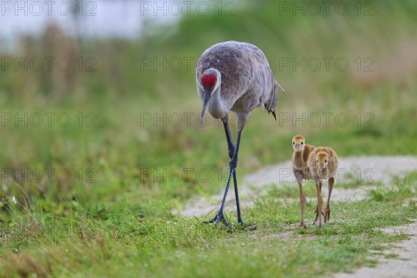 A crane with two chicks in a green landscape, Canada cranes or Florida cranes (Grus canadensis pratensis), spring, Orlando Wetlands, Christmas, Florida, USA