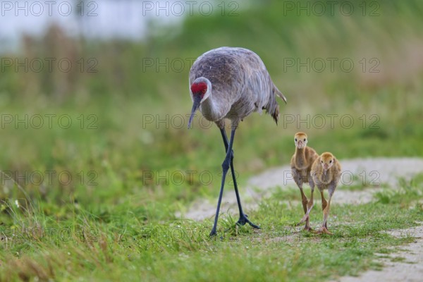 Crane with chicks on a path in a natural environment, Canada cranes or Florida cranes (Grus canadensis pratensis), spring, Orlando Wetlands, Christmas, Florida, USA