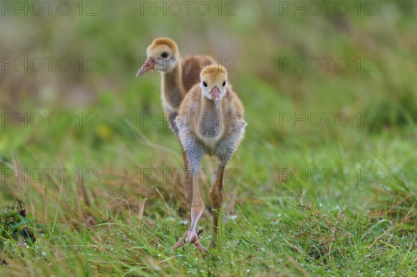 Two chicks running over dewy grass, Canada cranes or Florida cranes (Grus canadensis pratensis), spring, Orlando Wetlands, Christmas, Florida, USA