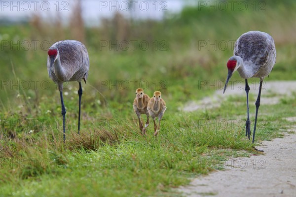Pair of cranes with chicks in a meadow, Canada cranes or Florida cranes (Grus canadensis pratensis), spring, Orlando Wetlands, Christmas, Florida, USA