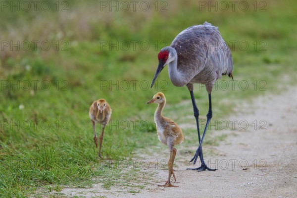 Crane leading chicks on a rural path, Canada cranes or Florida cranes (Grus canadensis pratensis), spring, Orlando Wetlands, Christmas, Florida, USA