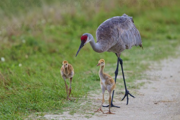 Crane parents and chicks walking on a nature trail, Canada cranes or Florida cranes (Grus canadensis pratensis), spring, Orlando Wetlands, Christmas, Florida, USA