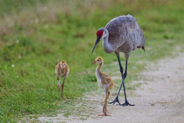 Crane with two chicks walking on a natural path, Canada cranes or Florida cranes (Grus canadensis pratensis), spring, Orlando Wetlands, Christmas, Florida, USA