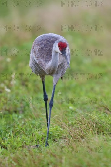 A crane stands in the green grass, focussed on its surroundings, Canada cranes or Florida cranes (Grus canadensis pratensis), spring, Orlando Wetlands, Christmas, Florida, USA