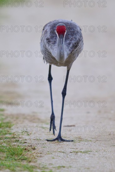 A crane on a path, viewed head-on with an attentive gaze, Canada cranes or Florida cranes (Grus canadensis pratensis), spring, Orlando Wetlands, Christmas, Florida, USA