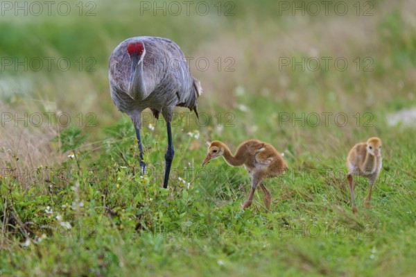 A crane with two chicks in a green meadow landscape, Canada cranes or Florida cranes (Grus canadensis pratensis), spring, Orlando Wetlands, Christmas, Florida, USA