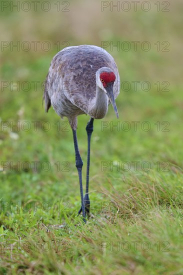 A single crane standing at attention in the grass, Canada cranes or Florida cranes (Grus canadensis pratensis), spring, Orlando Wetlands, Christmas, Florida, USA