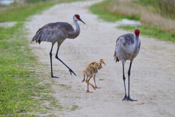 Two crane parents leading their two chicks along a rural path, Canada cranes or Florida cranes (Grus canadensis pratensis), spring, Orlando Wetlands, Christmas, Florida, USA