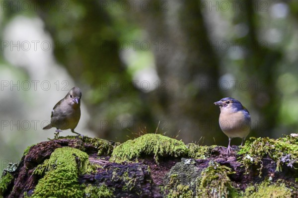 Madeira Chaffinch (Fringilla coelebs maderensis), sitting on a branch, Madeira, Portugal