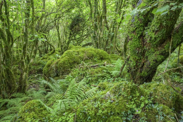 Mossy forest and ferns at St Colman's Chapel and Sacred Spring, Burren, Keelhilla, Carran, County Clare, Ireland
