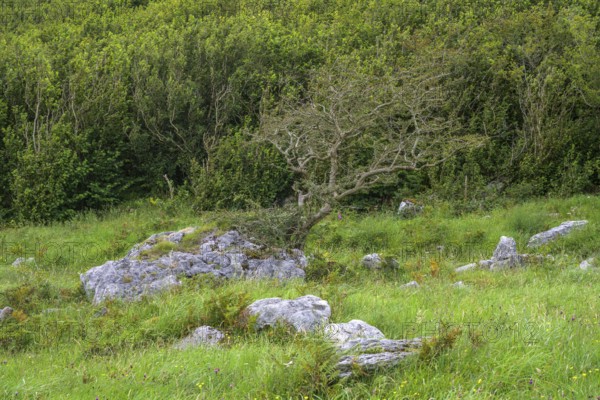 Trees and hedges near St Colman's Chapel, Burren Karst Landscape, Keelhilla, Carran, County Clare, Ireland