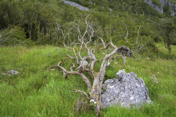 Dead tree, Burren, Keelhilla, Carran, County Clare, Ireland