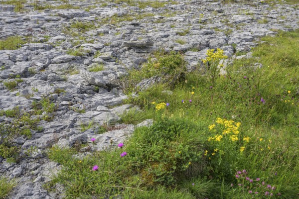 Karst landscape of the Burren, Keelhilla, Carran, County Clare, Ireland